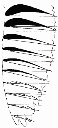 bird wing